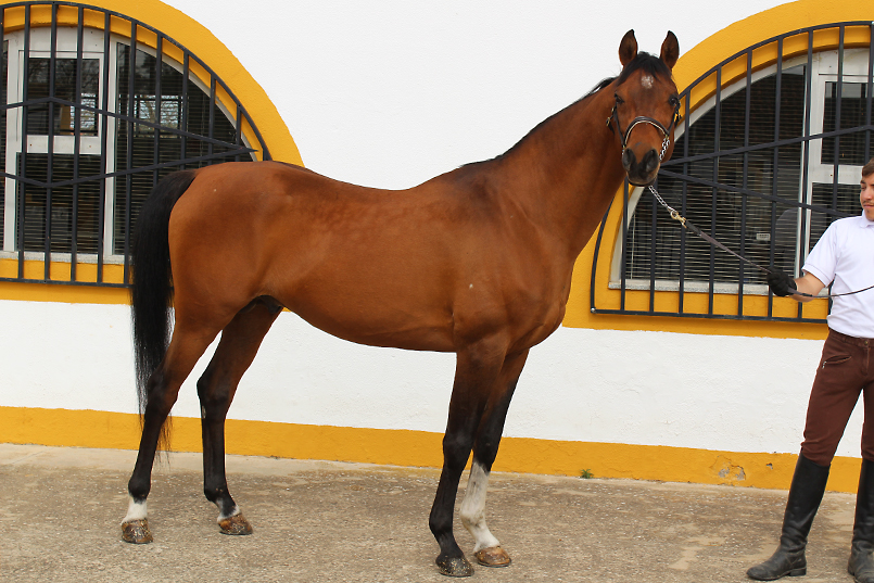 rocentauro_06