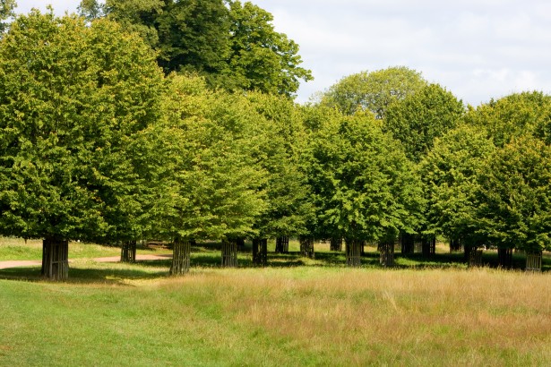 trees-in-the-countryside