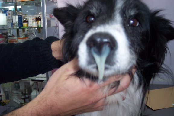 E:\Disco externo Pablo\VETERINARIA\FOTOS VETERINARIA PATAS\Patologìas veterinaria\Twity\varios 042.jpg