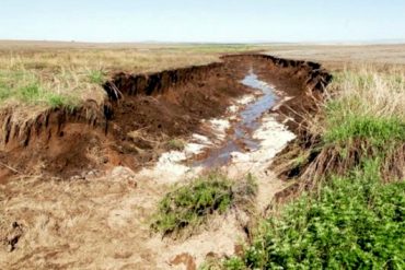 Jornada de experiencia sobre obtención de salicaceas en vivero