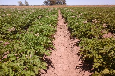 Desde el vivero de la FAV se abastece y se acompaña a la producción hortícola de huertas familiares y comunitarias de la ciudad