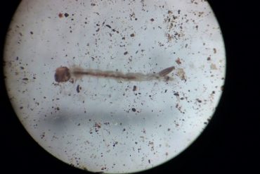 La FAV, junto a otras universidades e INTA- AUDEAS-CONADEV, implementarán un proyecto sobre biología del suelo