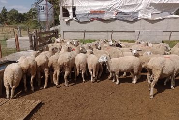 Comienza un ciclo de conferencias denominado “Sistemas innovadores en producción de carne. Producción y ambiente”