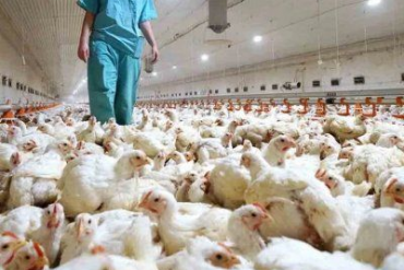 Conferencia: Hacia una sola salud. Consideraciones sobre el bienestar animal