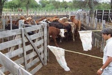SE REPROGRAMA Charla informativa sobre  Influenza Aviar. Situación actual en Argentina y en la Provincia de Córdoba