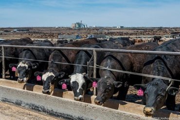 Se plantaron más de 190 especies nativas en el CAMDOCEX NORTE