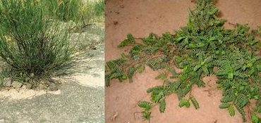 Curso de Posgrado sobre ganadería ecológica