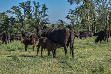 Impulsando el aprendizaje práctico. Campo Escuela y la Cabaña Angus en la FAV