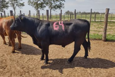 Inscripciones abiertas para la 5ta Cohorte de la Especialización en Sanidad de los Rumiantes Domésticos