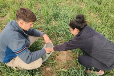 Se trabaja con el ensayo de cometa o electroforesis para detectar lesiones a nivel de moléculas de ADN