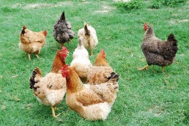 Curso de posgrado : Actualización sobre Inmunología de los Rumiantes y Vacunas