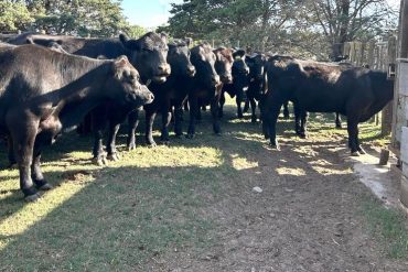 Curso de posgrado sobre estadística aplicada a la sanidad animal