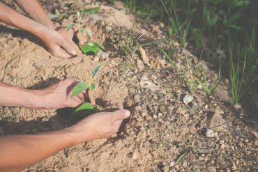 Avances científicos y tecnológicos en la investigación con cannabis sativa l y otras plantas medicinales