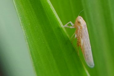 Seminario de posgrado sobre el comportamiento de especies vegetales en ecosistemas diversos