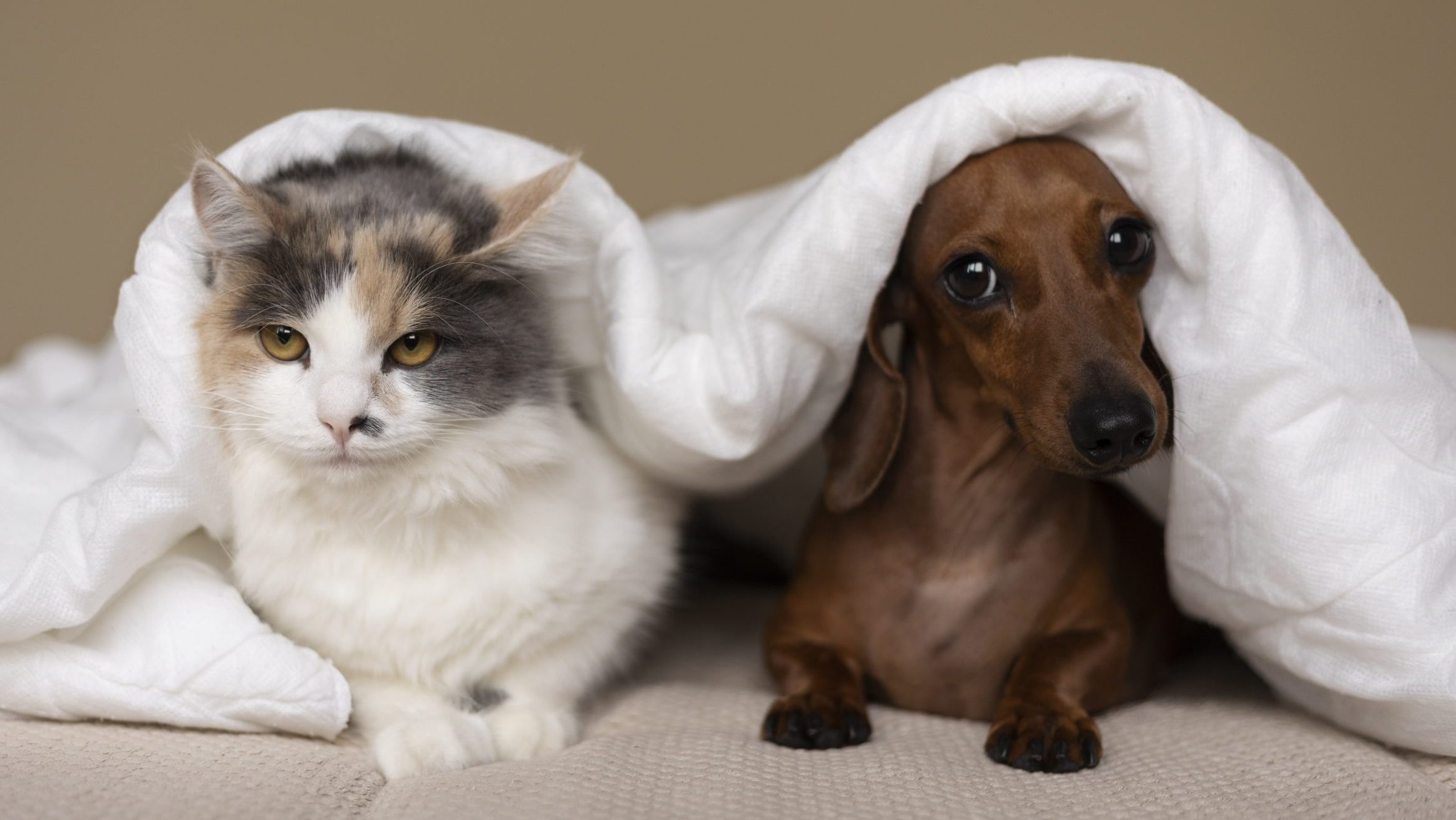 Medicina Veterinaria