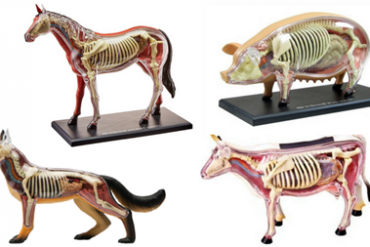 Se desarrollaron las XIV Jornadas de las Ciencias Agropecuarias