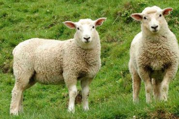 Curso de posgrado Fisiología de los animales domésticos