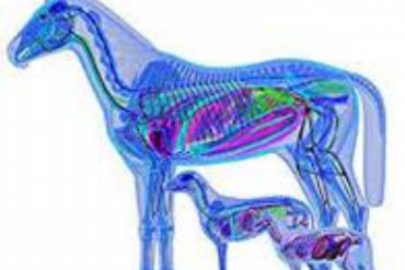 Curso sobre enfermedades transmisibles y tóxicas de los ovinos