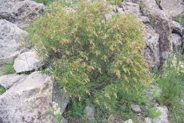 Docentes de la Cátedra de Dasonomía participaron en JOTEFA 2026